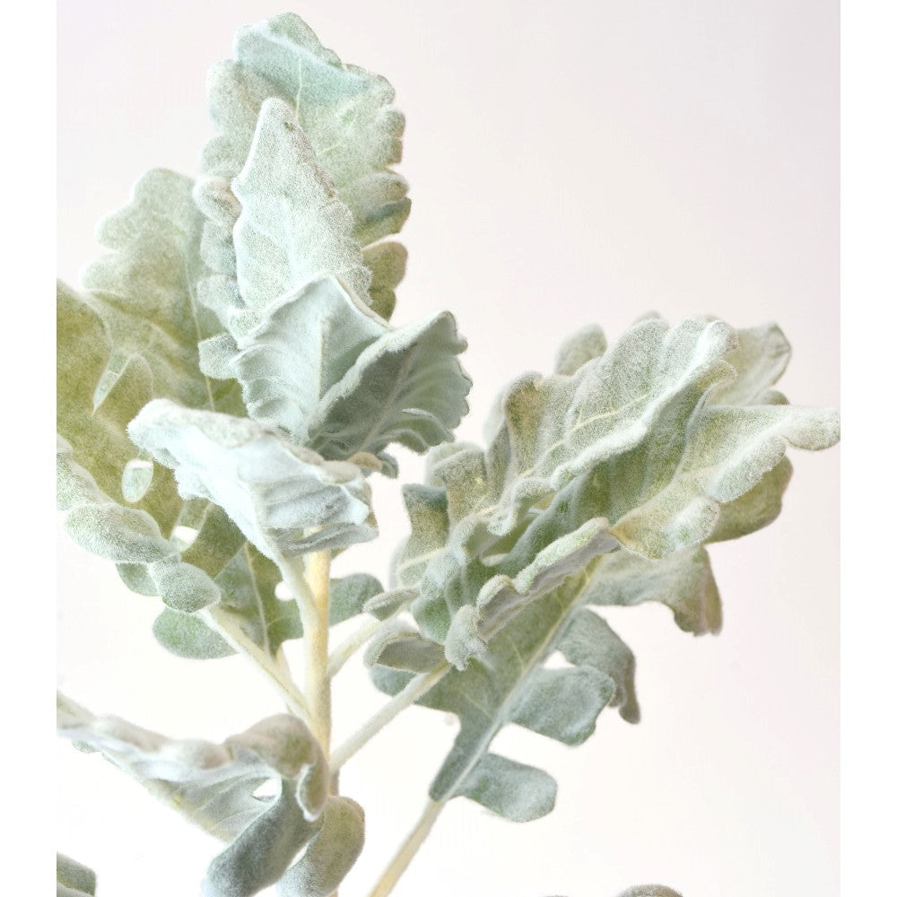 17" DUSTY MILLER SPRAY-GREEN