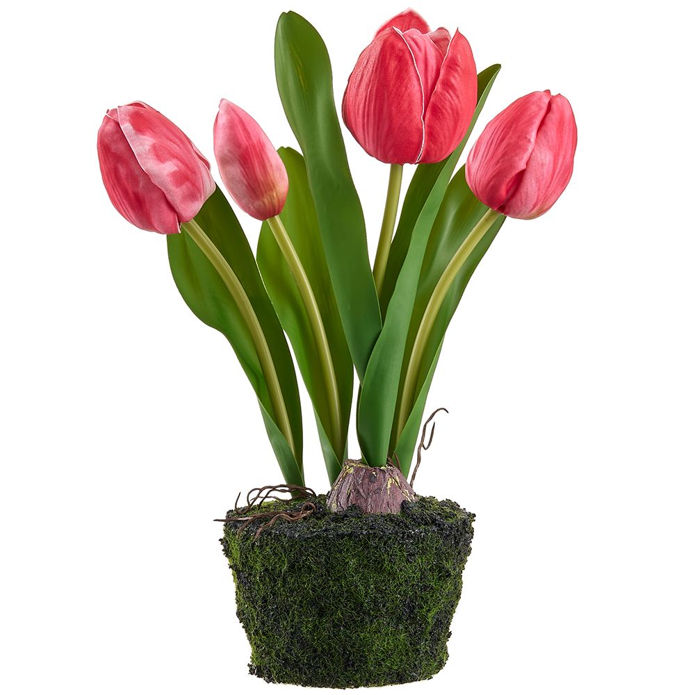 10.5"TULIP IN SOIL WITH MOSS -CS