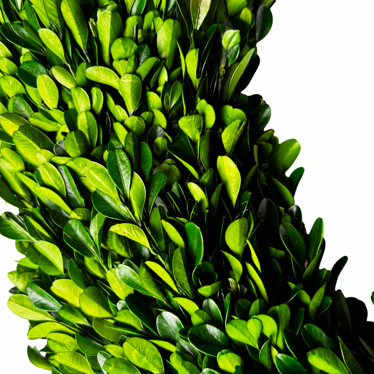 24" PRESERVED BOXWOOD WREATH
