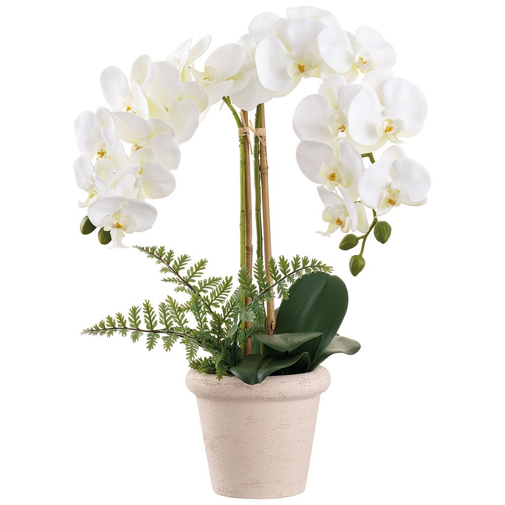 24"PHALAENOPSI PLNT IN T/C POT