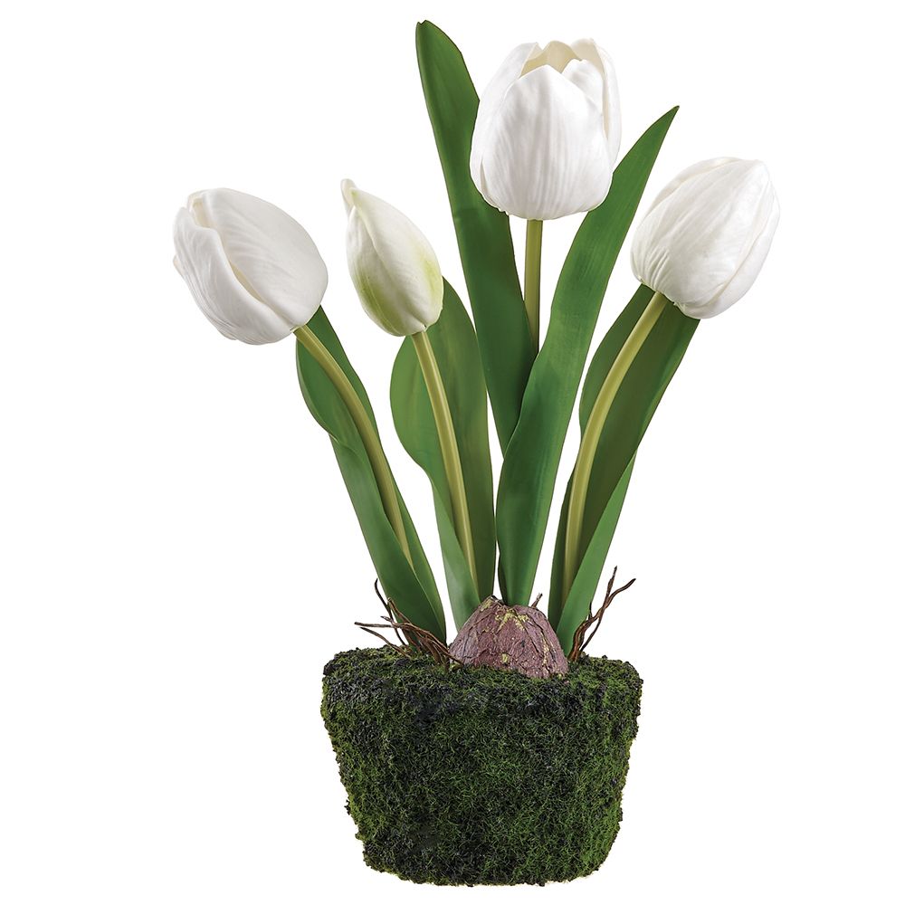 10.5"TULIP IN SOIL WITH MOSS-WHITE