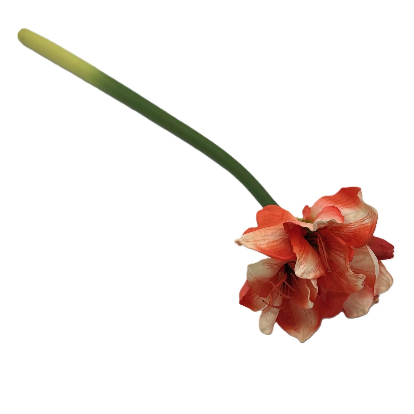 28" RED/CREAM AMARYLLIS SPRAY