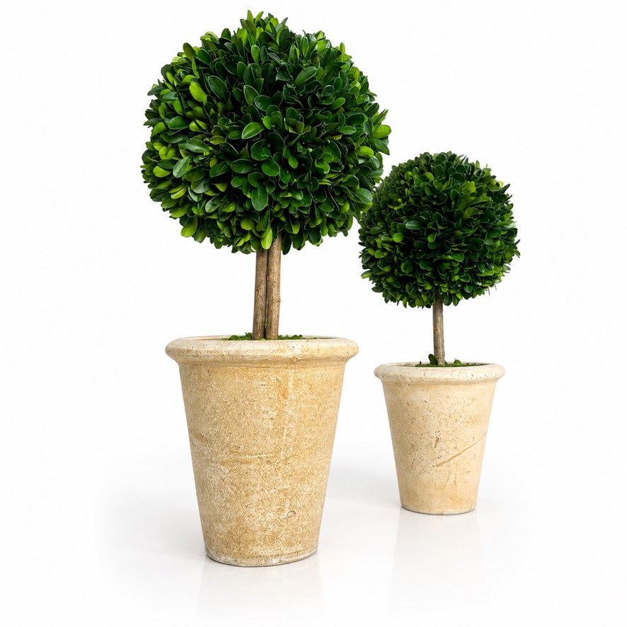 15" PRESERVED BOXWOOD TOPIARY IN POT (6" BALL AND 15" HEIGHT) FRONT ONLY
