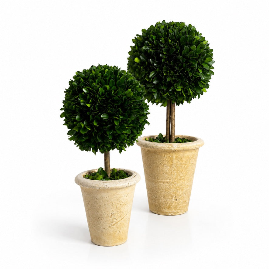 13" PRESERVED BOXWOOD TOPIARY IN POT (5" BALL AND 13" HEIGHT)-FRONT ONLY