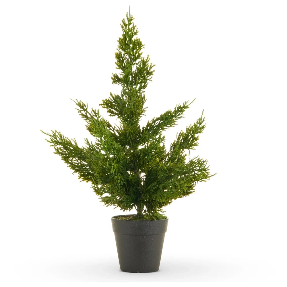 17" Potted Cedar Tree SHIPS 9/1/2026