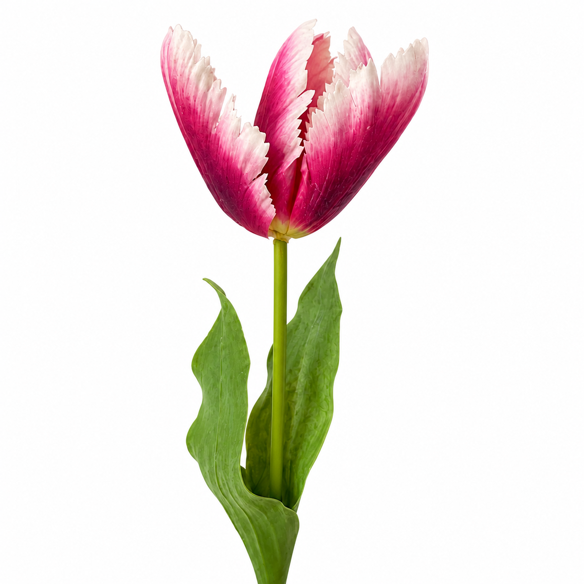 Raspberry Parrot Tulip 24.5" Real Touch