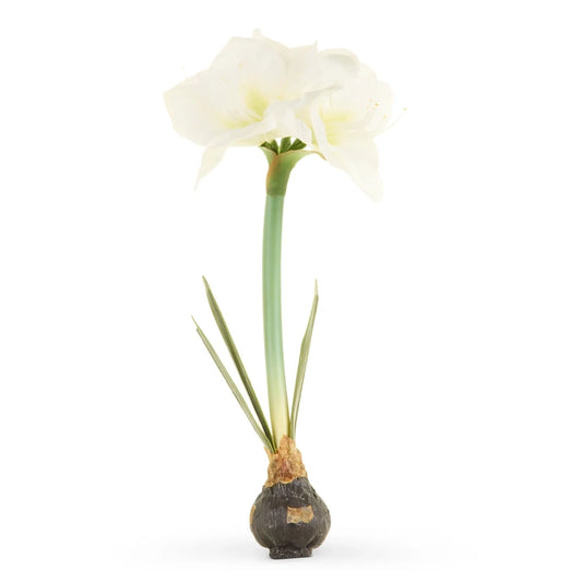19" Real Touch White Amaryllis Bulb