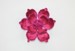 9" FUCHSIA MAGNOLIA ON CLIP