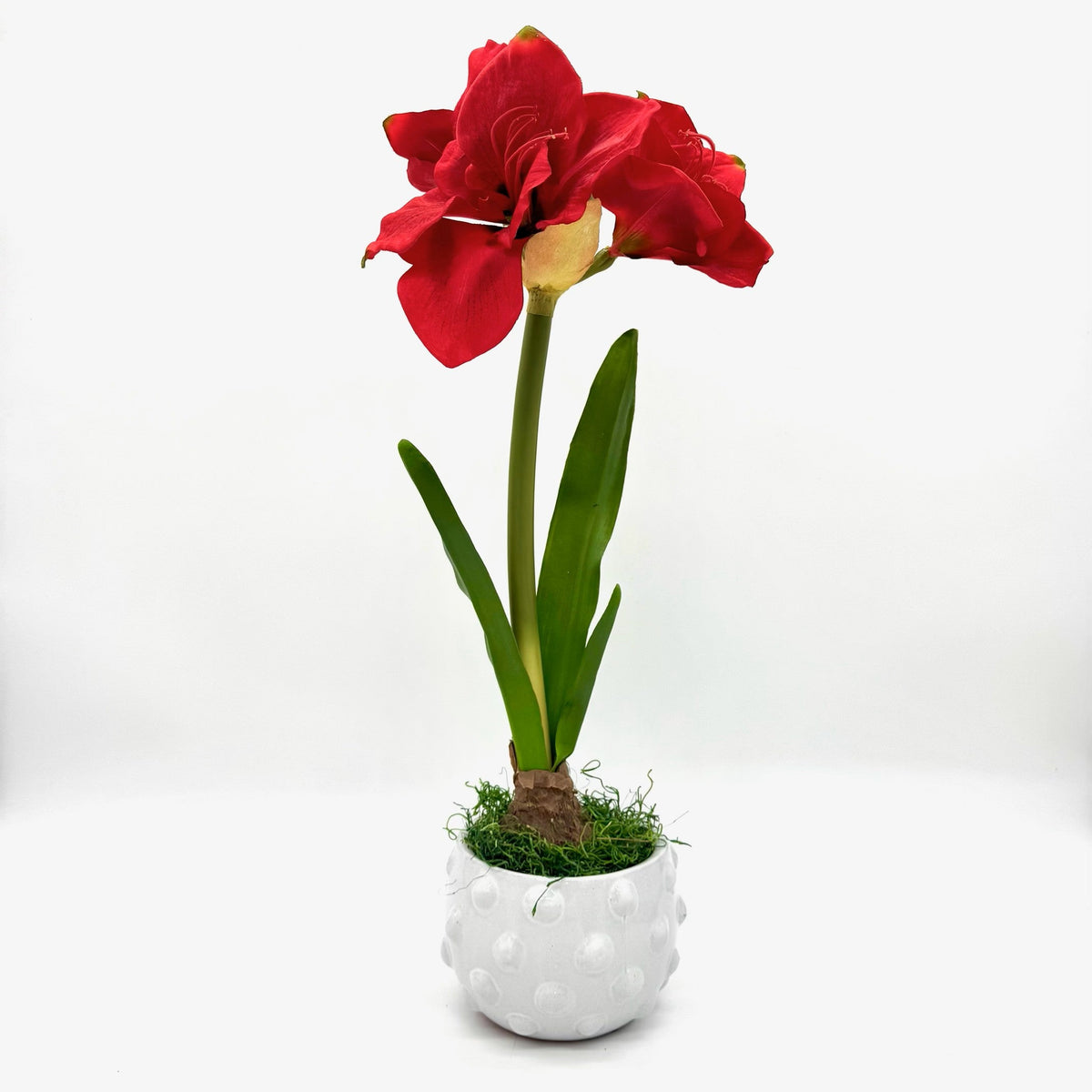 22" RED AMARYLLIS WITH BULB IN RAISED DOT CONTAINER