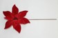 11.5" RED VELVET POINSETTIA