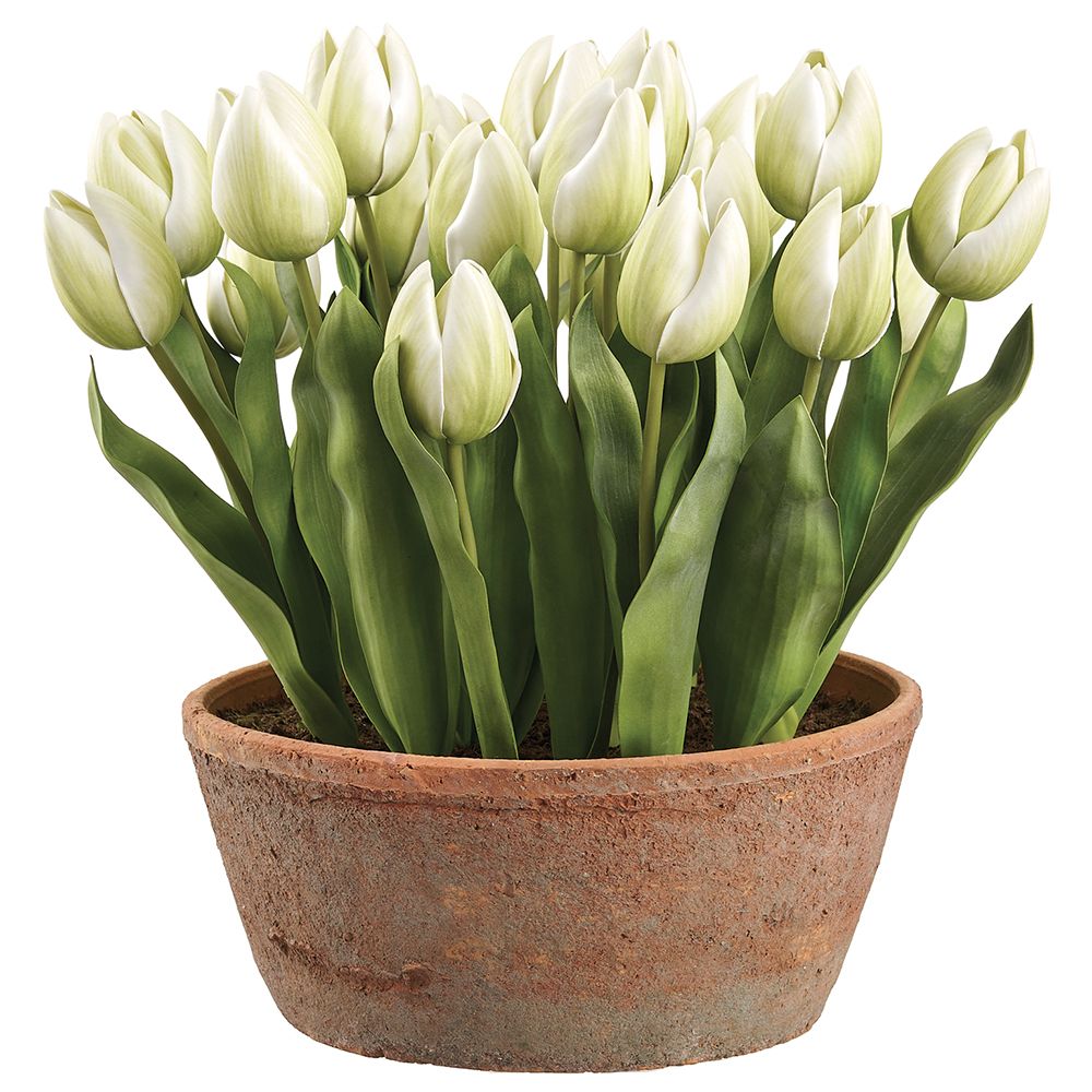 15"TULIPS IN AGED CLAY POT