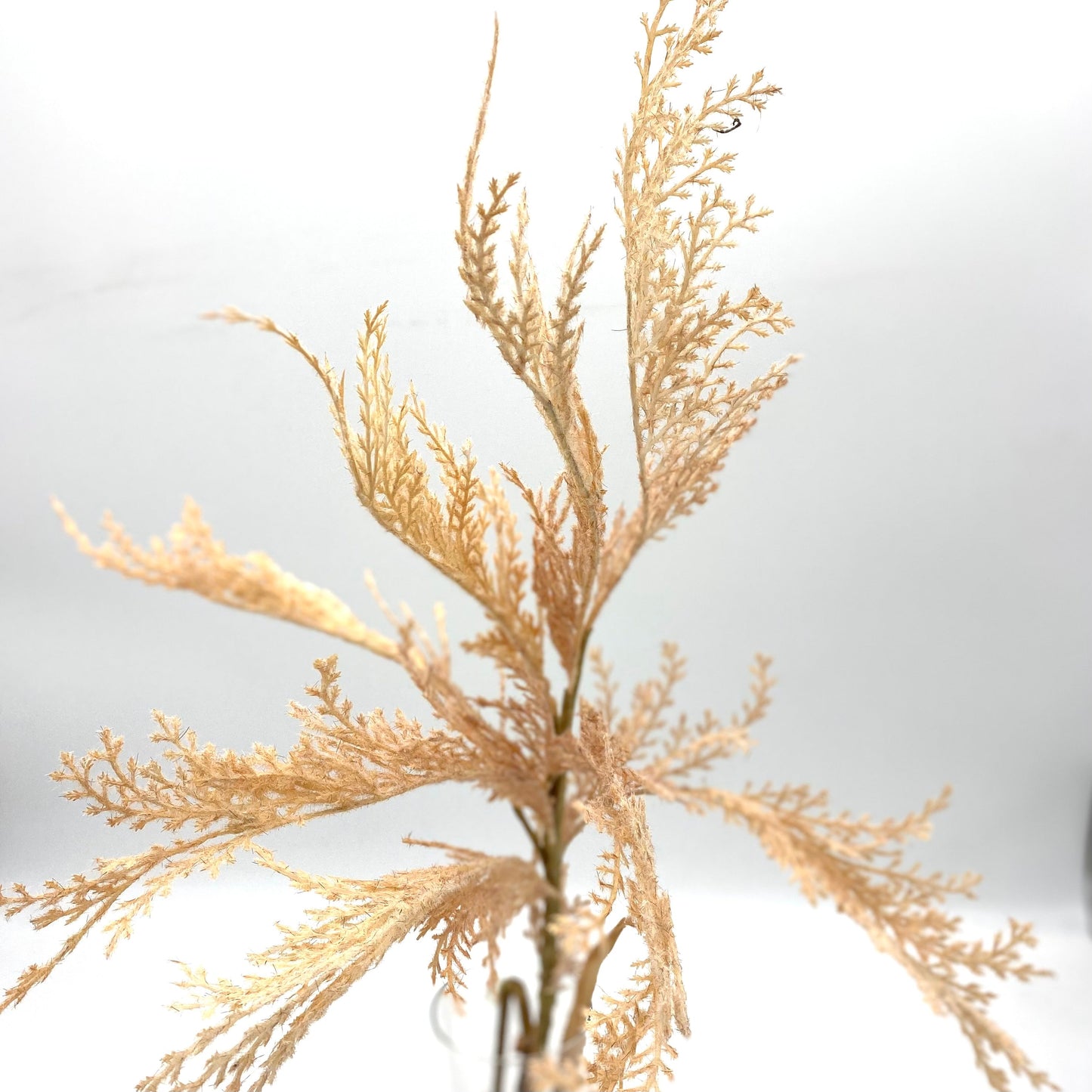 PEACH PAMPUS GRASS  SPRAY